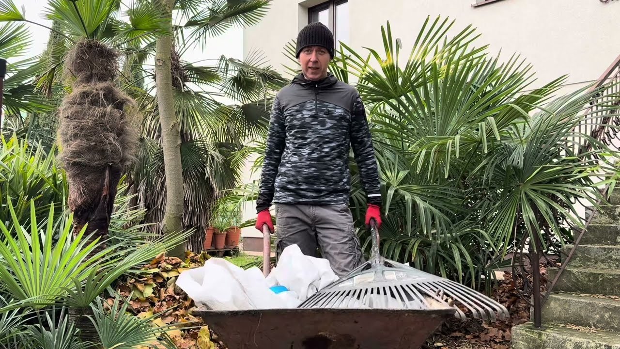Jak zabezpieczyć korzenie palm?