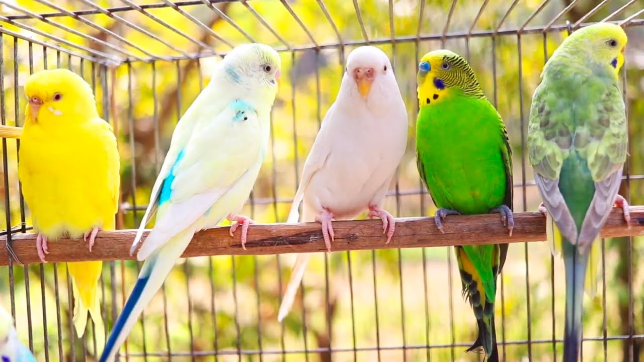 Budgies singing in Pet Store | Parakeet Sounds | 11 Hour
