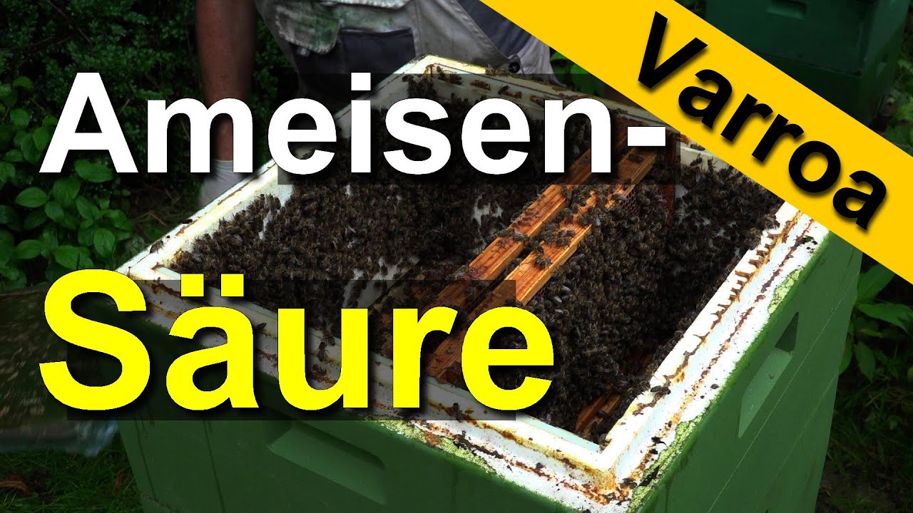 Gute Bedingungen für Nassenheider Ameisensäurebehandlung Varroabehandlung