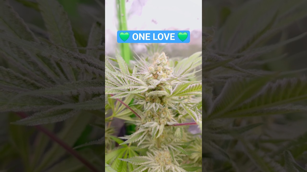 One Love - Day 47 Cherry Punch F1 #420