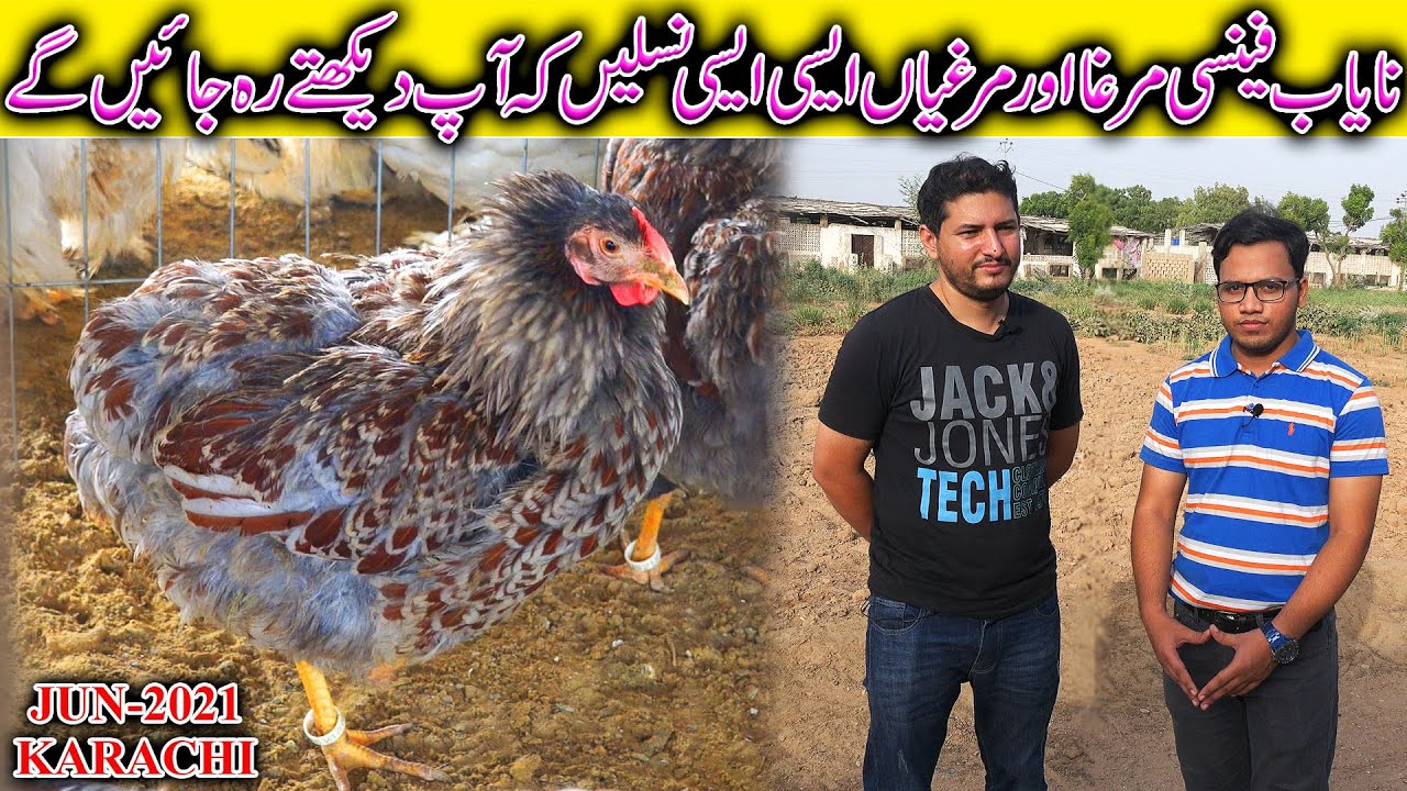 Rooster and Hen Breeds Imported Fancy Hen and Rooster Setup