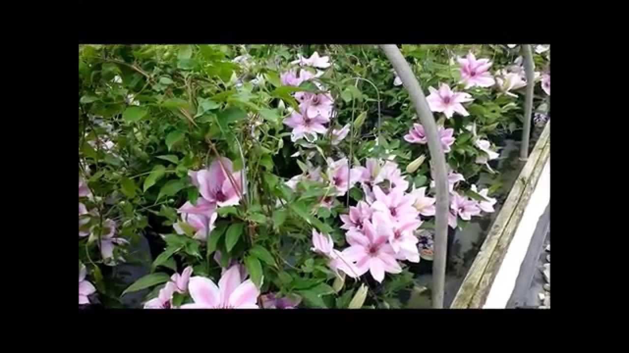 Best Flowering Vines - Clematis Nelly Moser