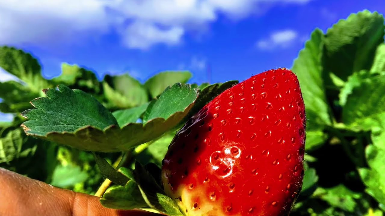 Strawberry Production in Florida