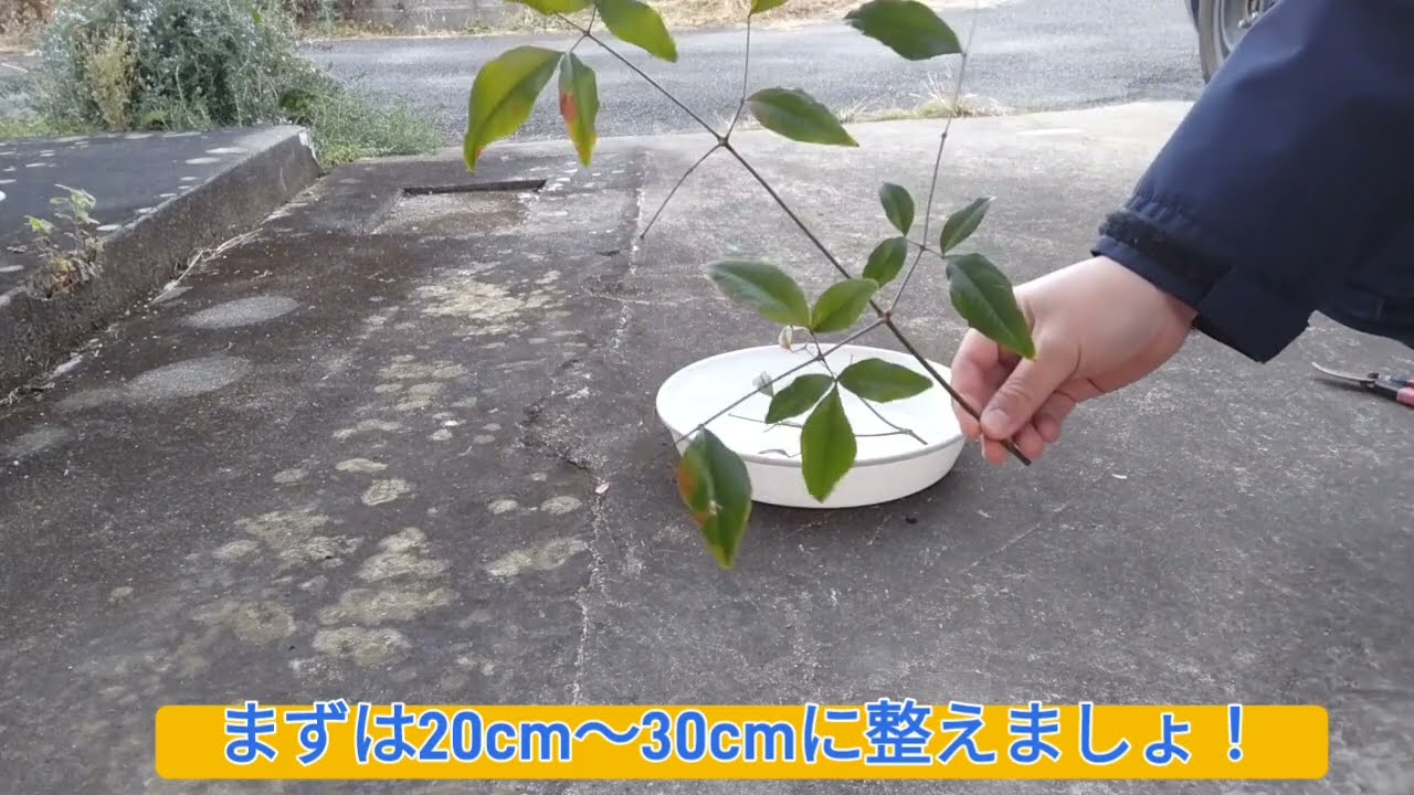 【無限なんてん】南天の無限挿し木術！