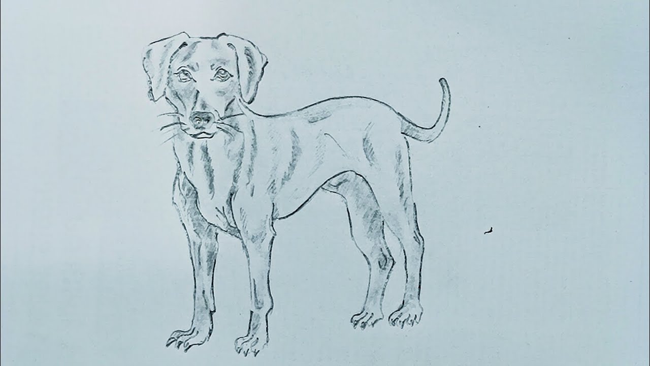 Easy Dog Drawing Step by step