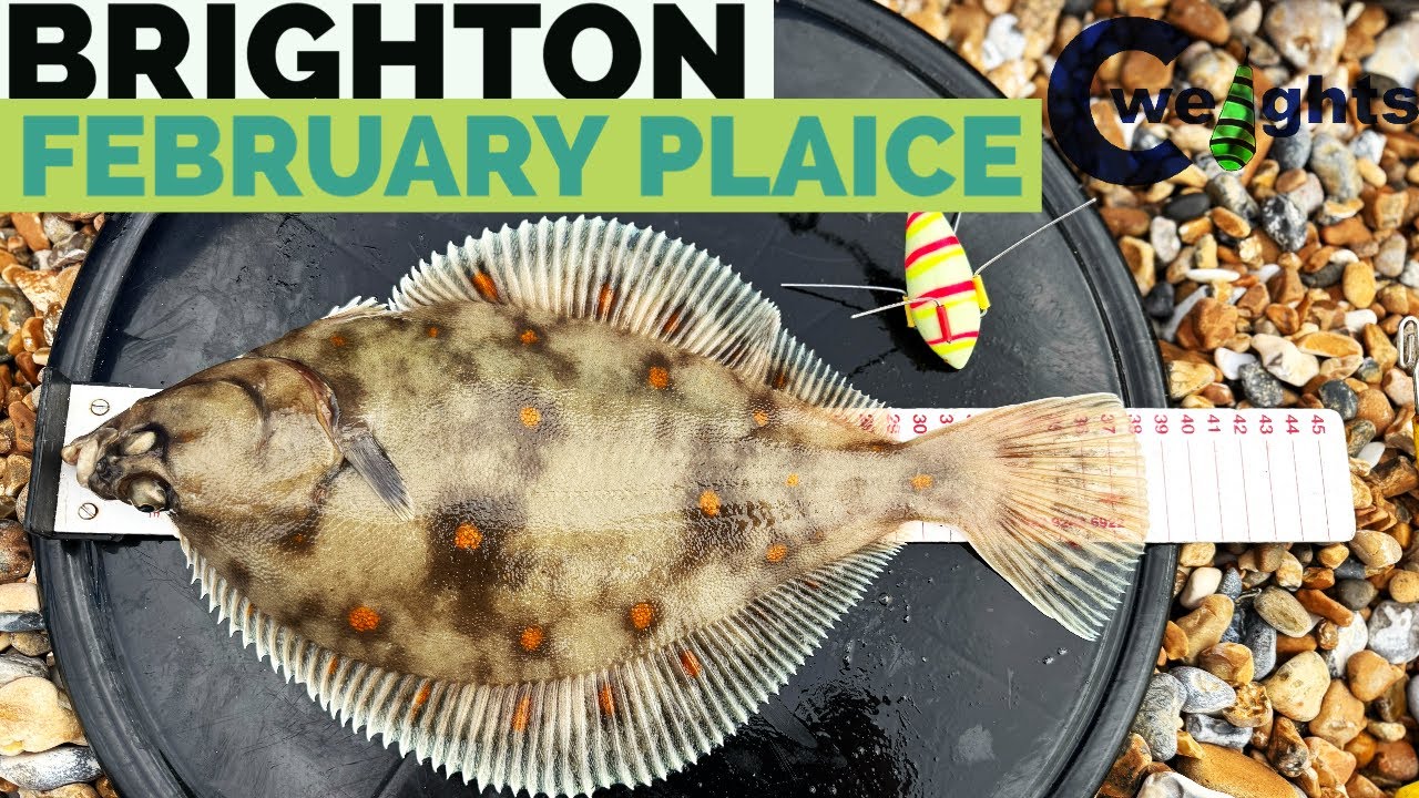 Brighton PLAICE FISHING - February