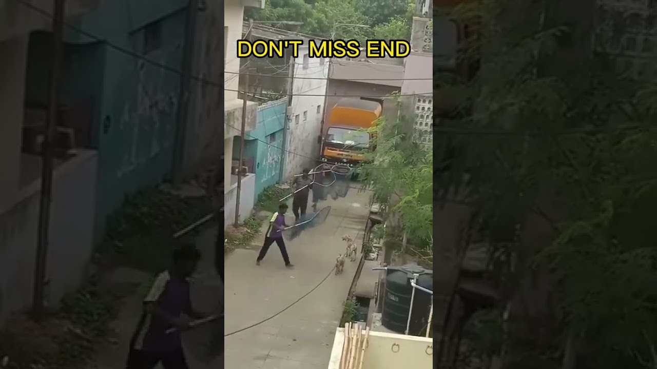 Catching street dogs