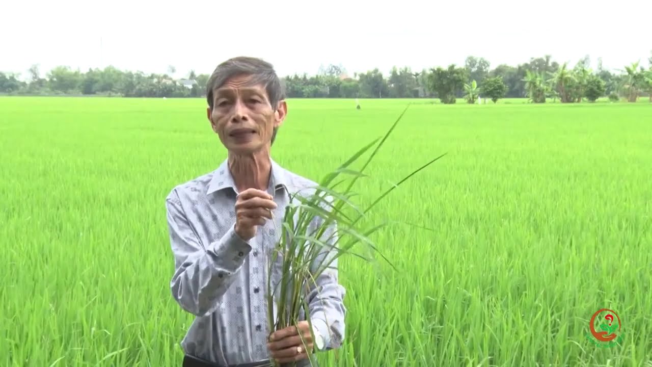Hướng dẫn phòng trừ sâu đục thân hại lúa