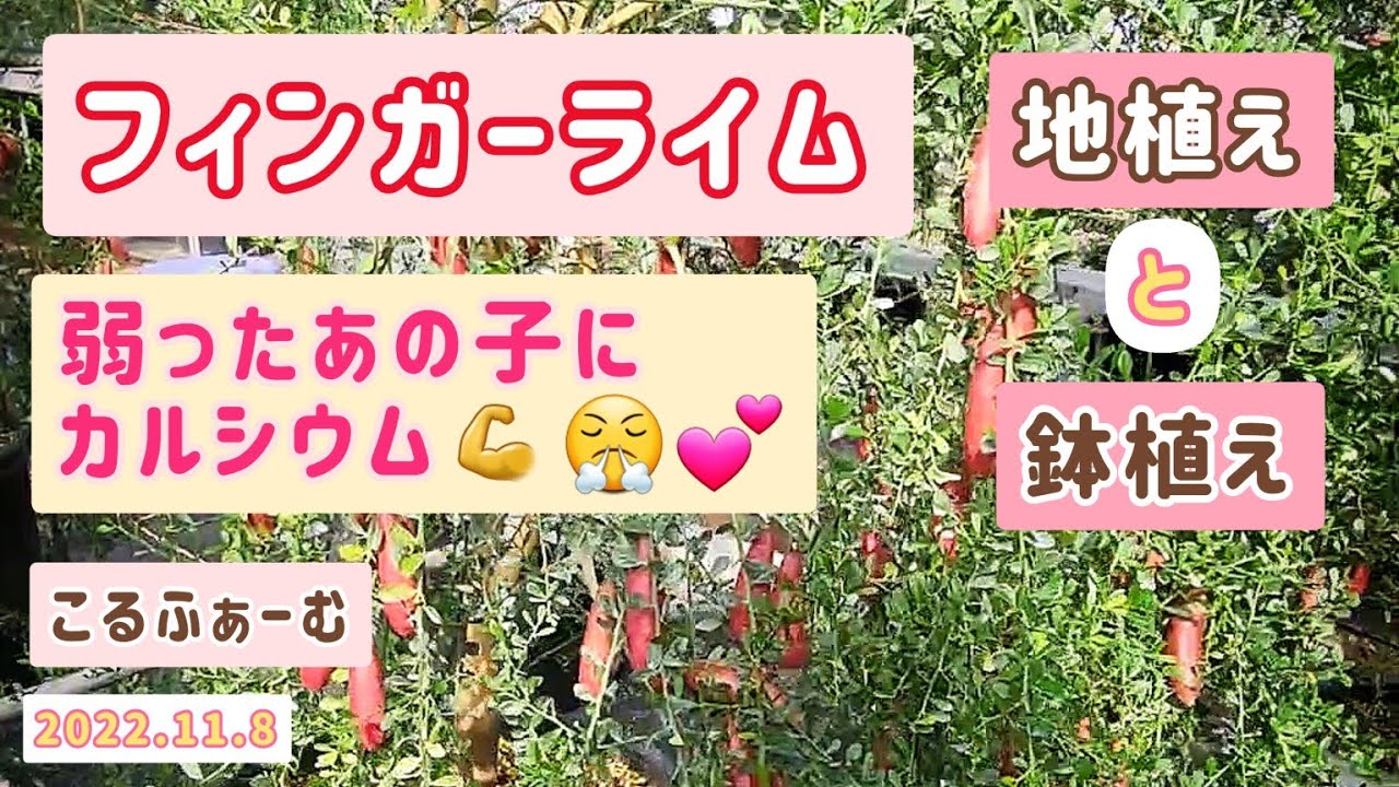 【フィンガーライム】 地植え 鉢植え カルシウム葉面散布 11月初旬😊