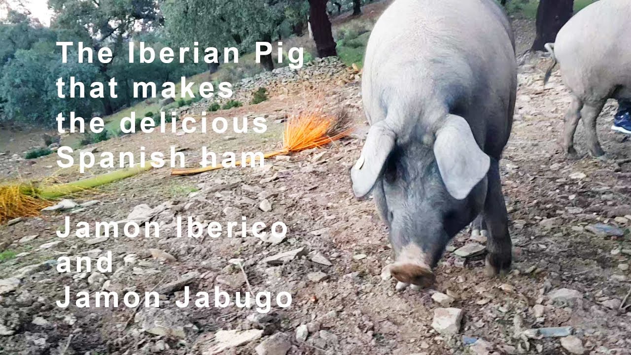 Iberian Pigs, Spain May Make the World's Best Ham, pata negra, bellota, jamon iberico