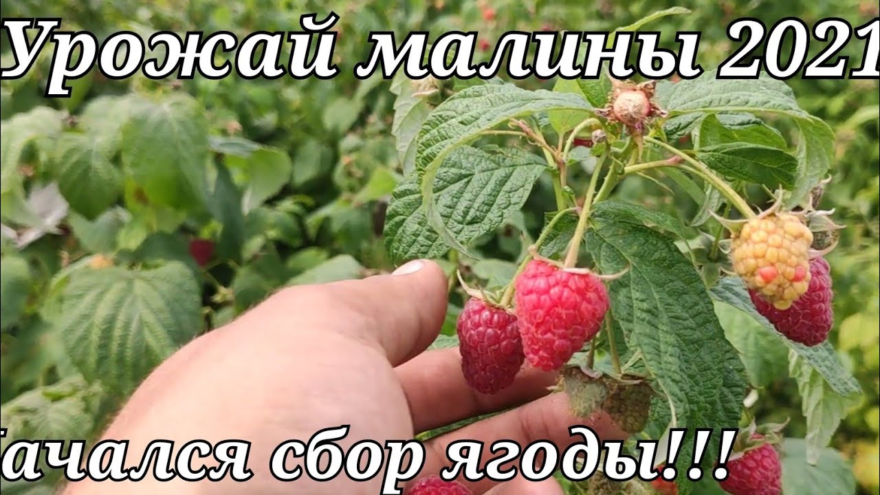 урожайность малины Полька и Полана 2021