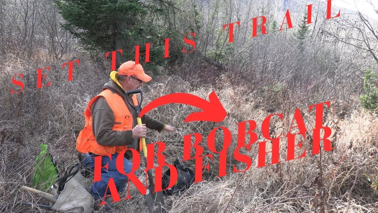 Dirt Hole Set For Bobcat And Fisher In Maine
