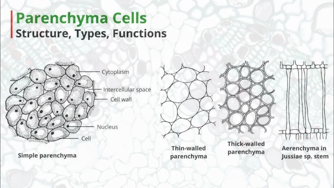 Parenchyma Cells | Structure, Types, Functions