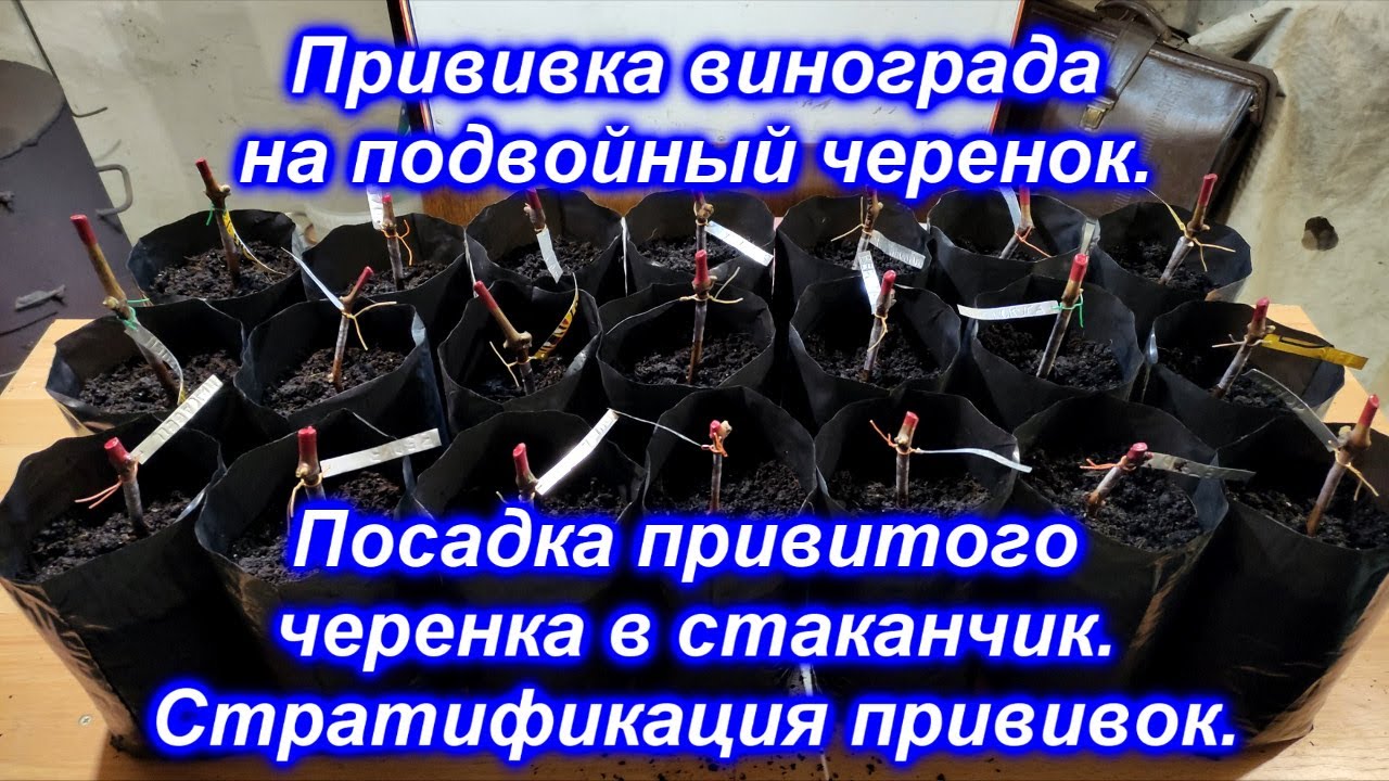 Прививка винограда на подвойный черенок