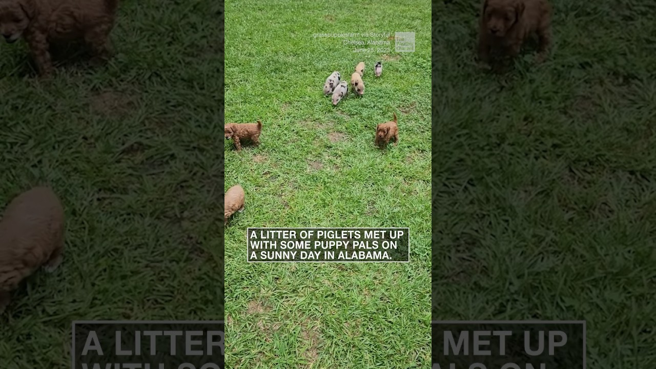 Puppies, piglets enjoy a sunny day outside | 