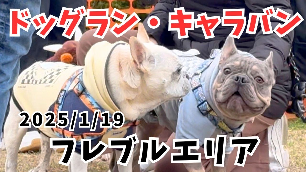 【DOGRUN CARAVAN 2025】横浜港シンボルタワーでフレブル×フレブル×フレブル×フレブル…