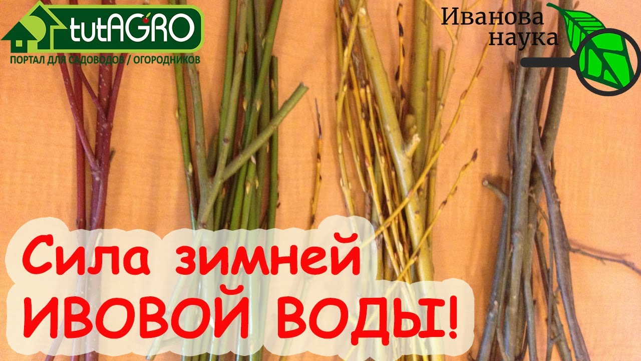 СИЛА ИВОВОЙ ВОДЫ! Как приготовить и использовать ивовую воду.