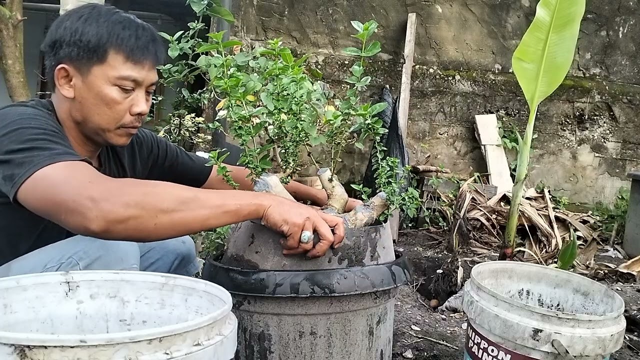 RAWAT BAHAN BONSAI SANCANG GROUND ULANG KE POT BESAR 