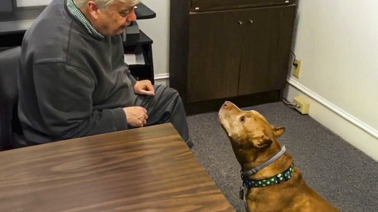 This rescued pitbull became the boss of the office.