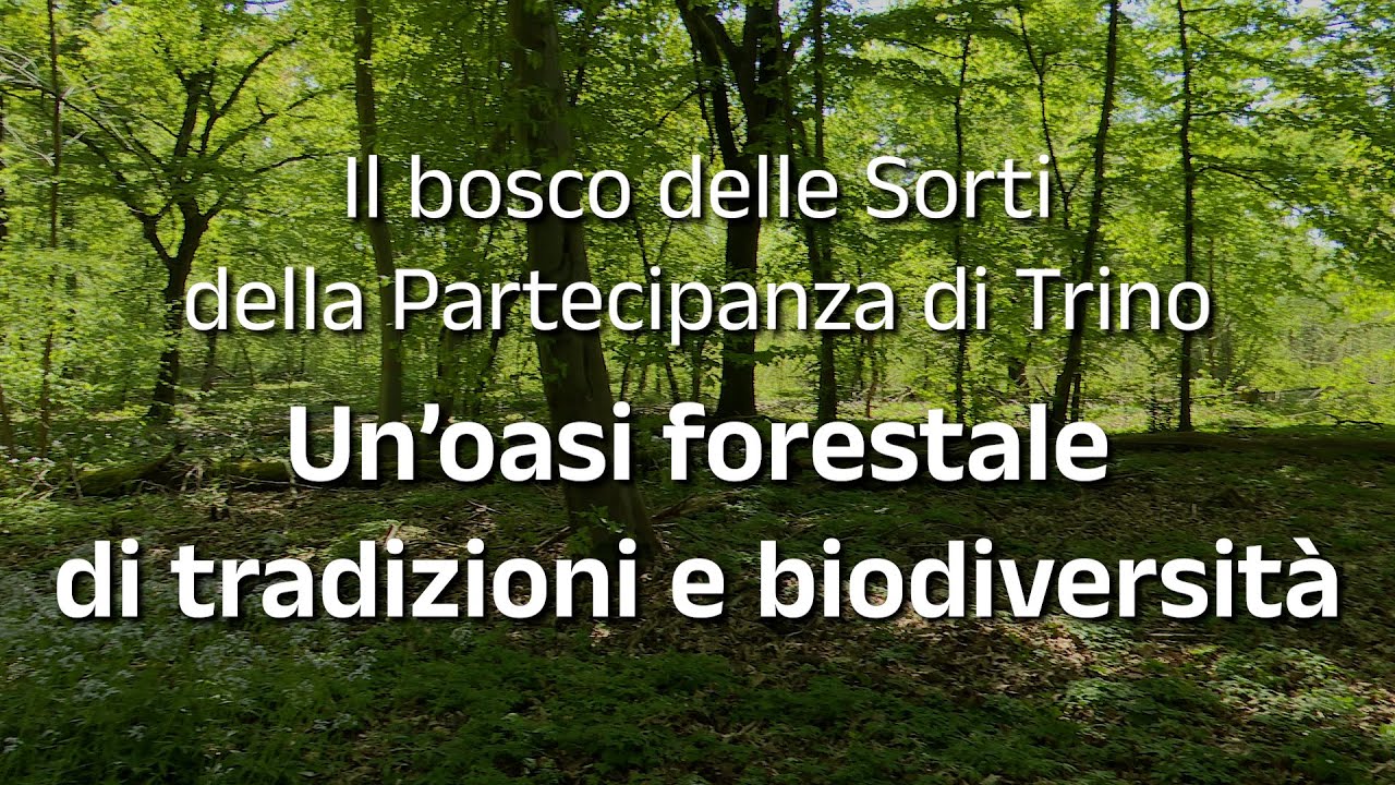 Il Bosco delle Sorti della Partecipanza di Trino - Un'oasi forestale di tradizioni e biodiversità