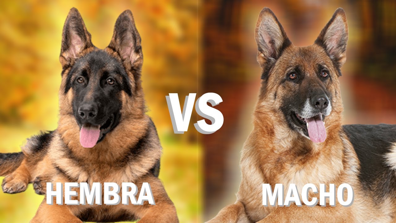 HEMBRA vs. MACHO Pastor Alem&aacute;n: 10 Diferencias Entre Ellos