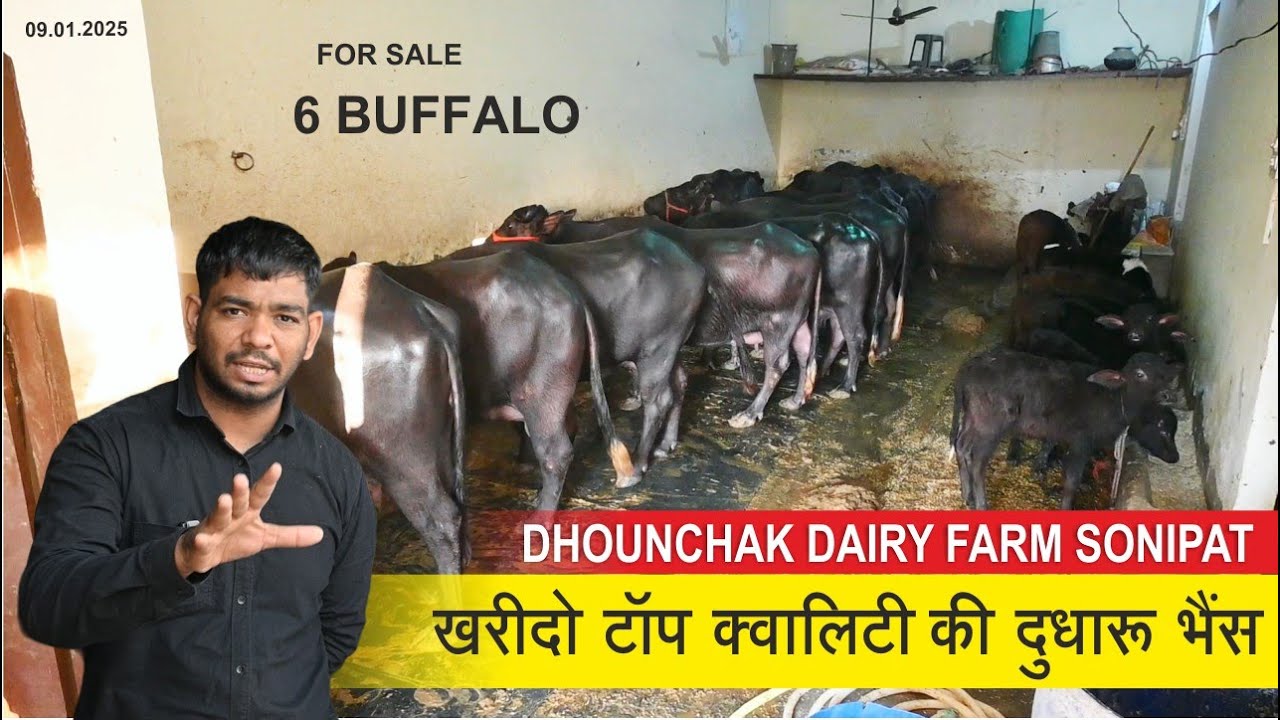 खरीदो टॉप क्वालिटी की दुधारू भैंस || Buy Top Quality Milk Buffalo | DHOUNCHAK DAIRY FARM SONIPAT