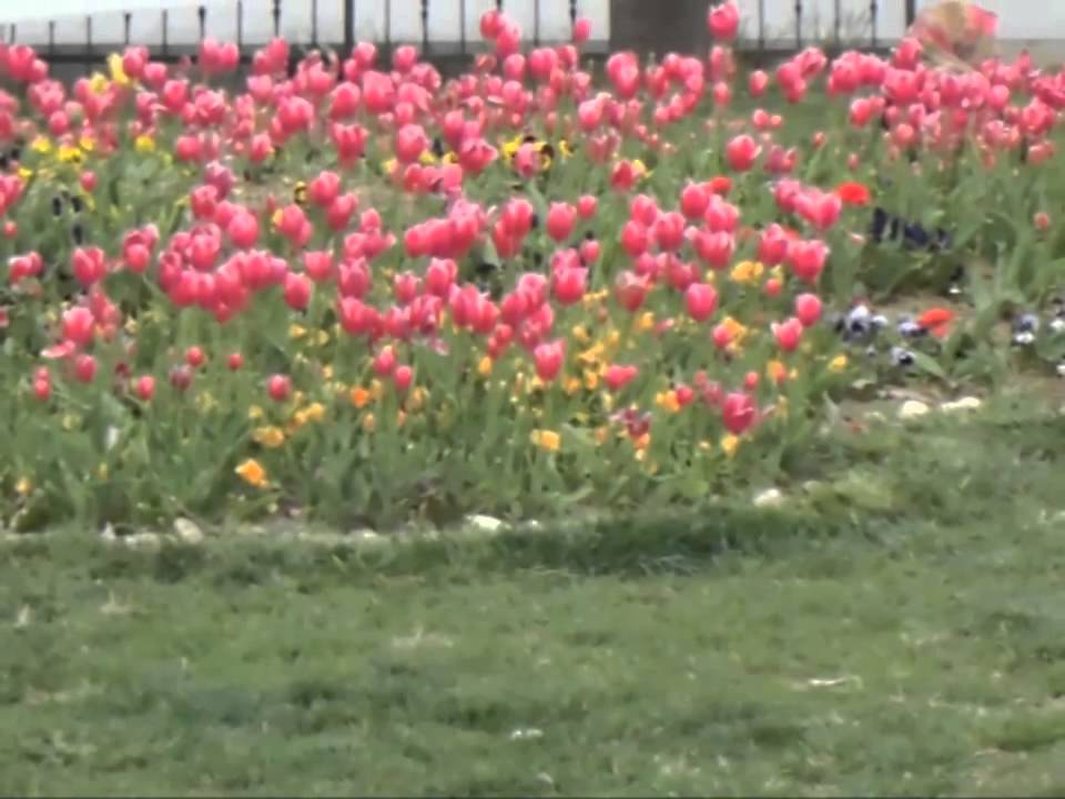 baklankuyucak