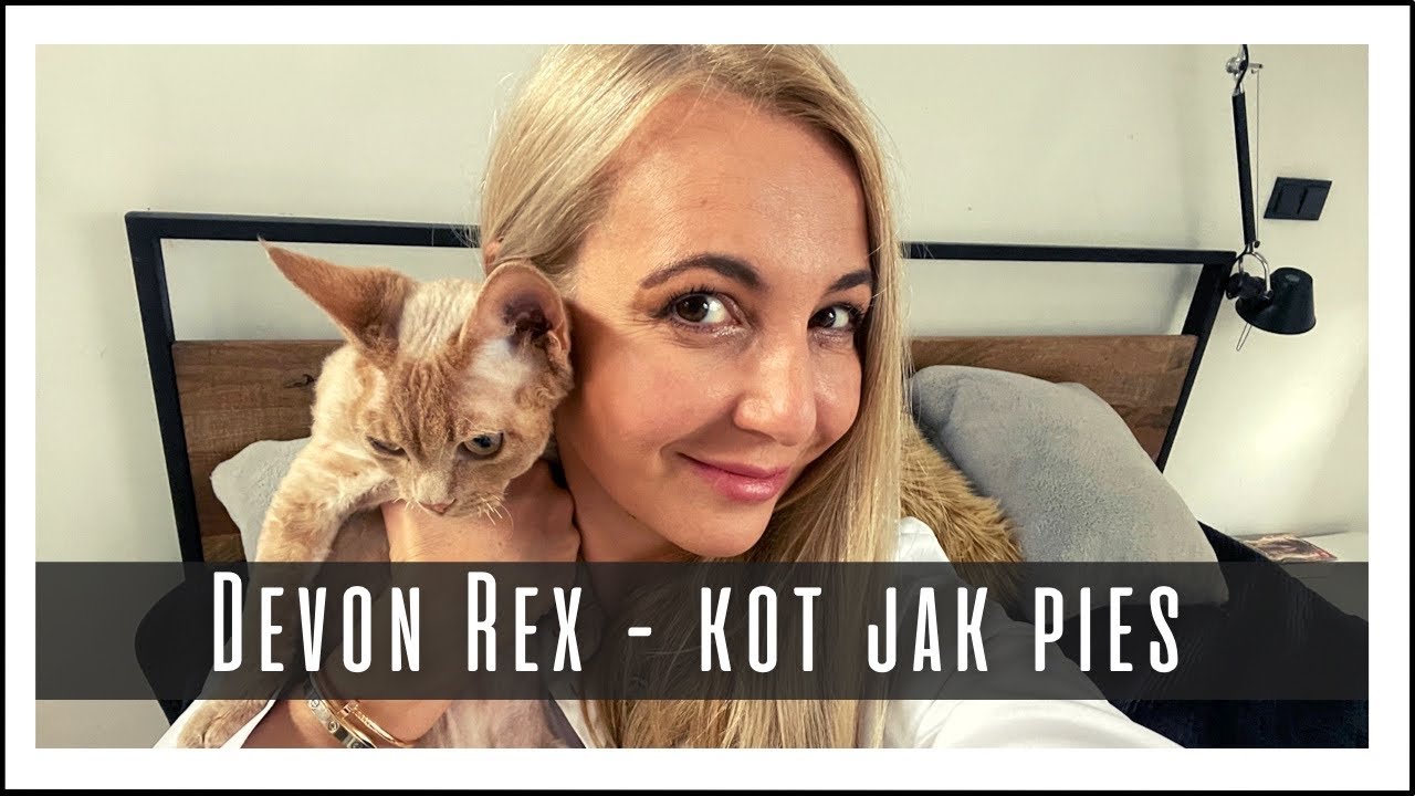 DEVON REX - KOT JAK PIES