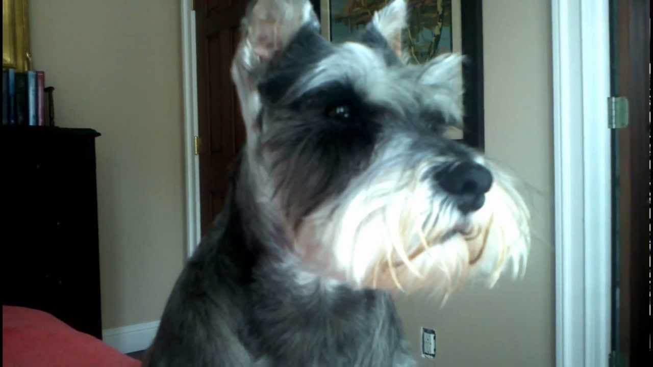 Chatting with Edie and Molly ( my German Shepherd and Mini Schnauzer )