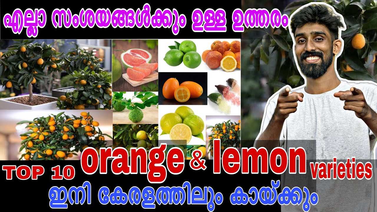 TOP 10 orange🍊and lemon🍋varieties | ഇനി കേരളത്തിലും കായ്ക്കും | Tropical orange | Tropical lemon