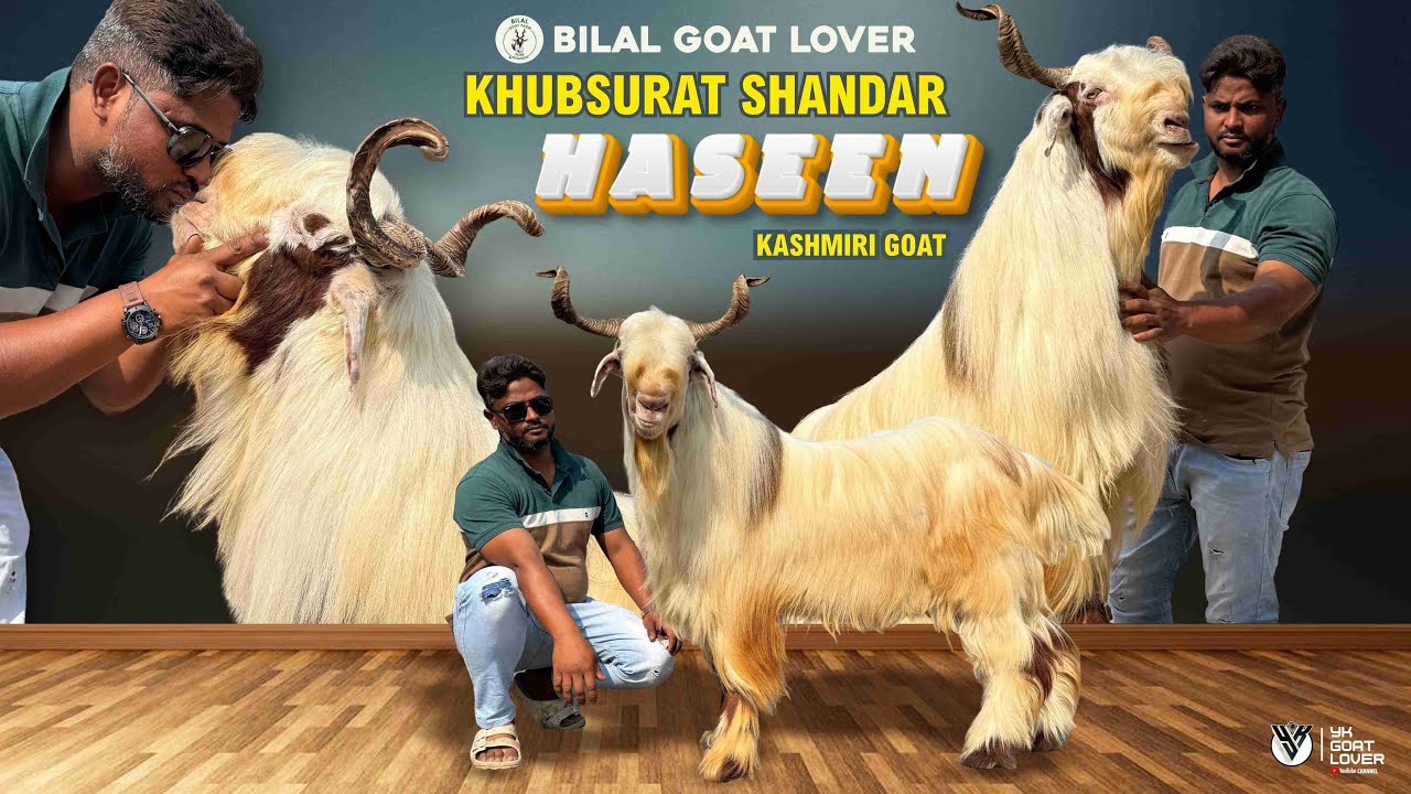 Высококачественные кашмирские козы породы Хасин от Bilal Goat Lover I YK Goat Lover