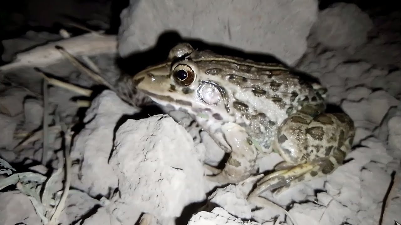 Bullfrog Rainbow frog frog sound beautiful frog ⚠️ warning Live streaming