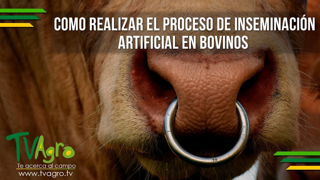 Como Realizar el Proceso de Inseminación Artificial en Bovinos - TvAgro por Juan Gonzalo Angel
