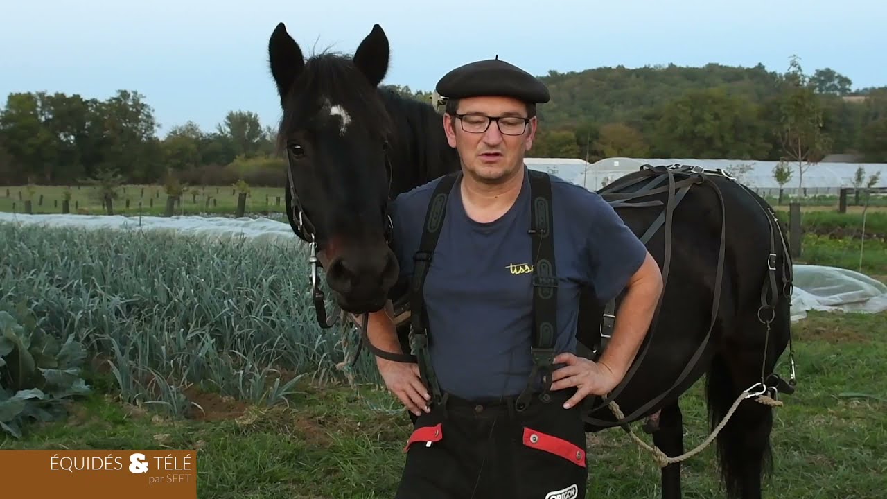 Le cheval Castillonnais