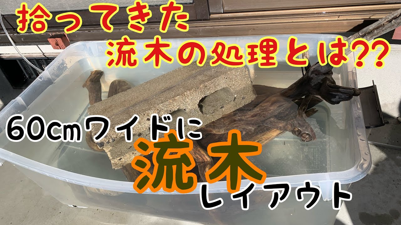拾ってきた流木の処理とは⁇　60㎝ワイドに流木レイアウト
