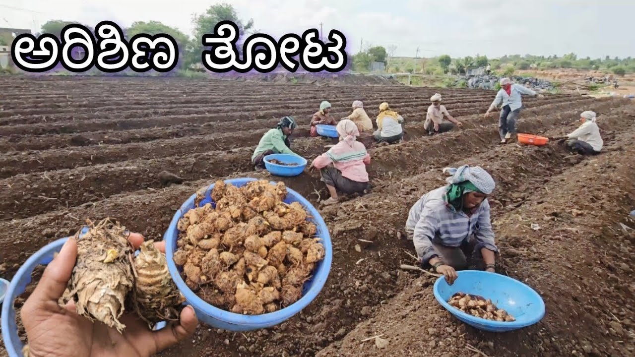 Turmeric plantation explained | 1 acre turmeric - 6 lakh profit 🤯 |  turmeric farming in kannada |