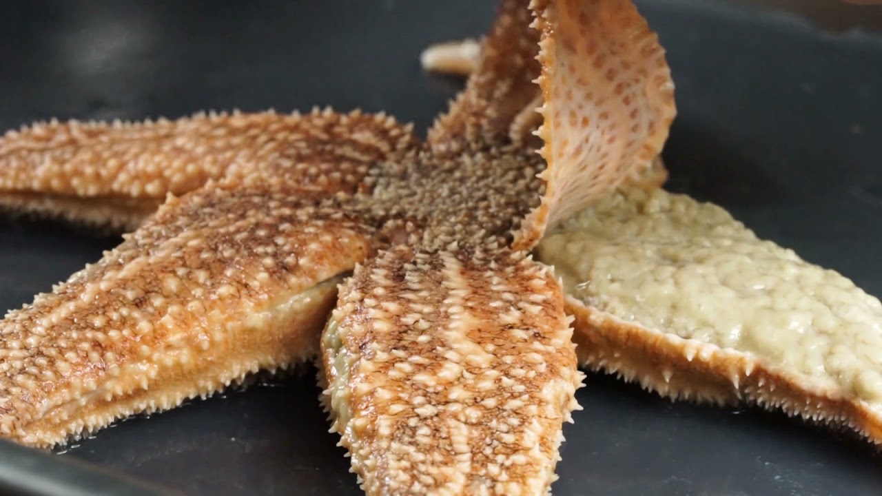 Präparation Asterias rubens (Gemeiner Seestern)