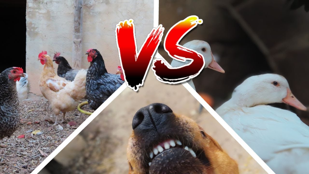 Patos💥VS💥Pollos💥VS💥Perro