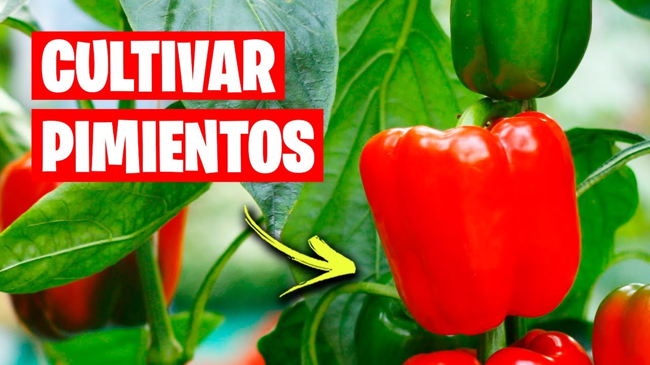 Como CULTIVAR PIMIENTOS con Éxito 🌶️ Consejos y Trucos | La Huerta de Ivan
