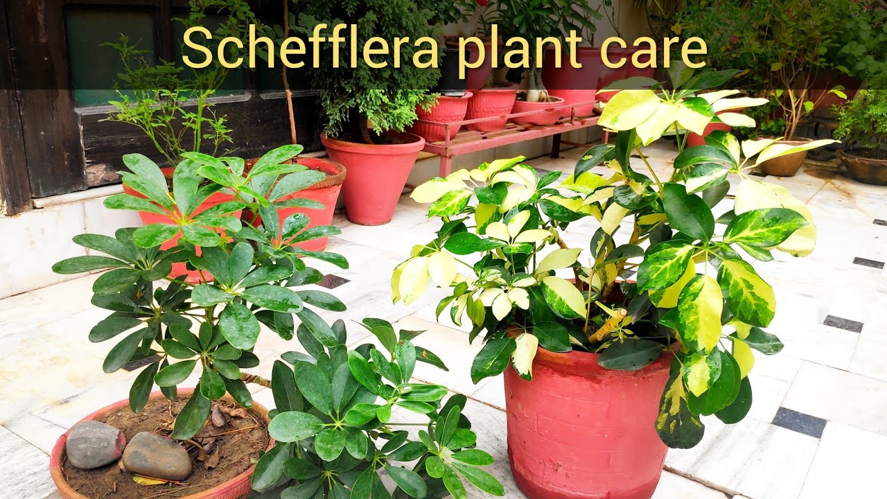 Schefflera (ornamental) plant care, umbrella tree plant care tips