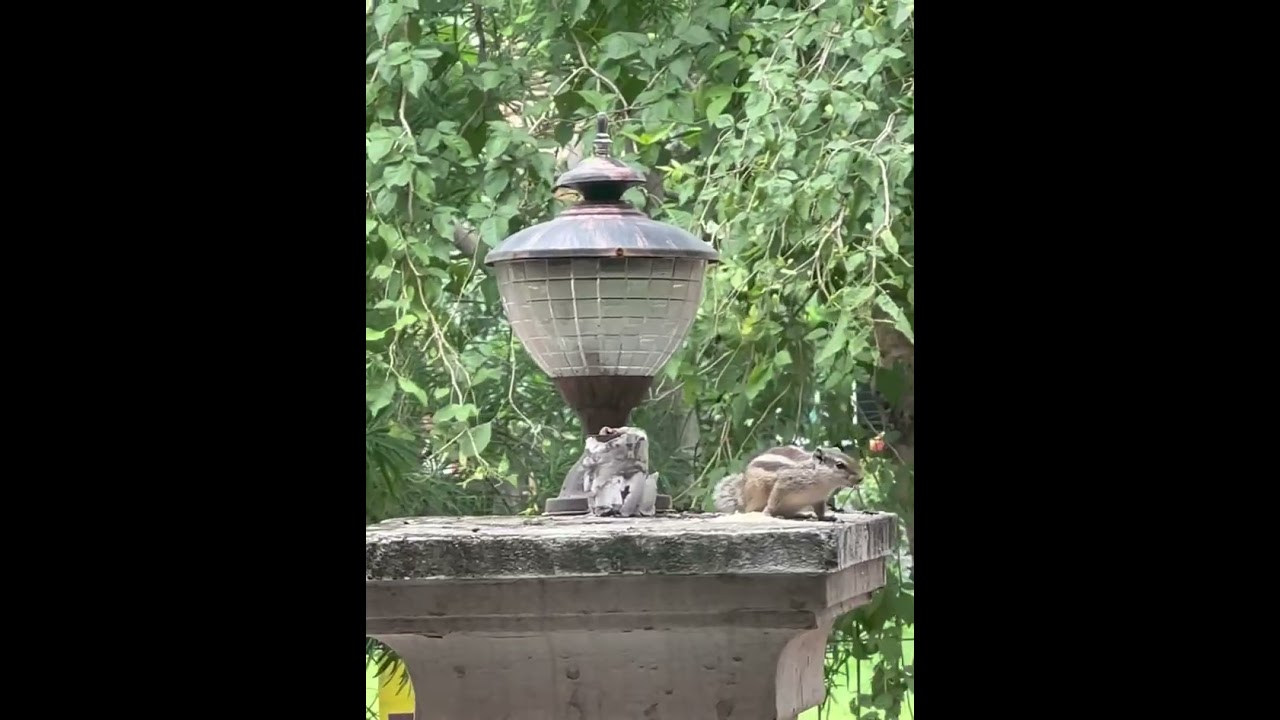 Subah pakshiyo ko dana or pani dena sab se bada punya hai.