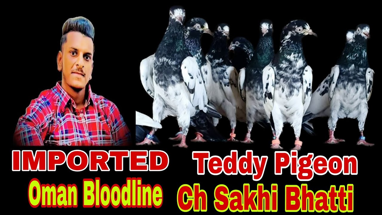 Imported | Teddy Pigeon | Oman Bloodline | Ch Sakhi Bhatti | MOB-9646545783 | Delivery all india 🇮🇳👍