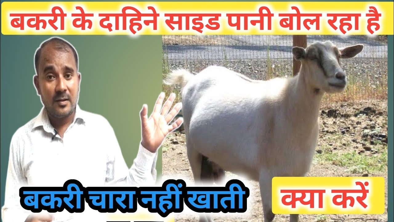 Bakri chara nahi khati |Vimalumrao
