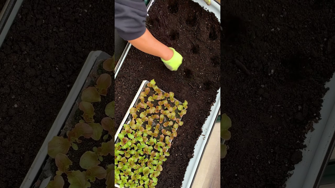 Grow lettuce bunches each time