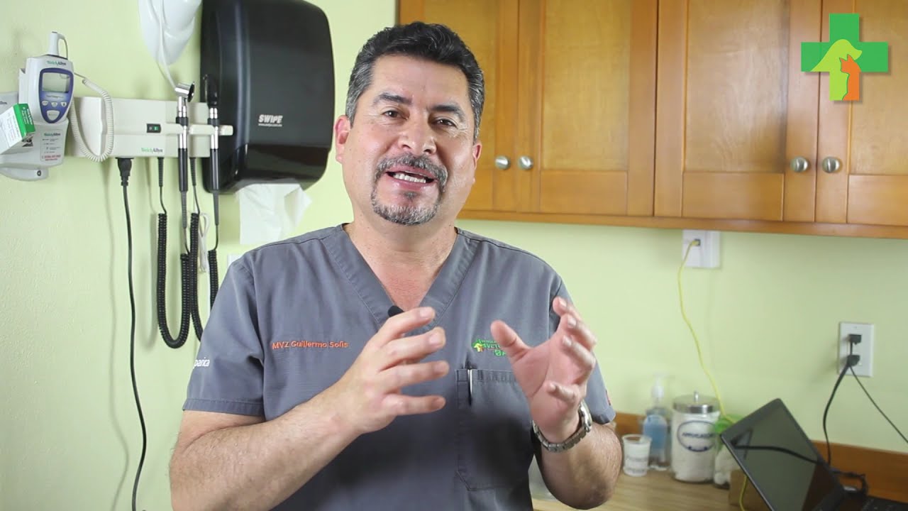 ¿Cada cuánto tiempo debo llevar mi gato a consulta?