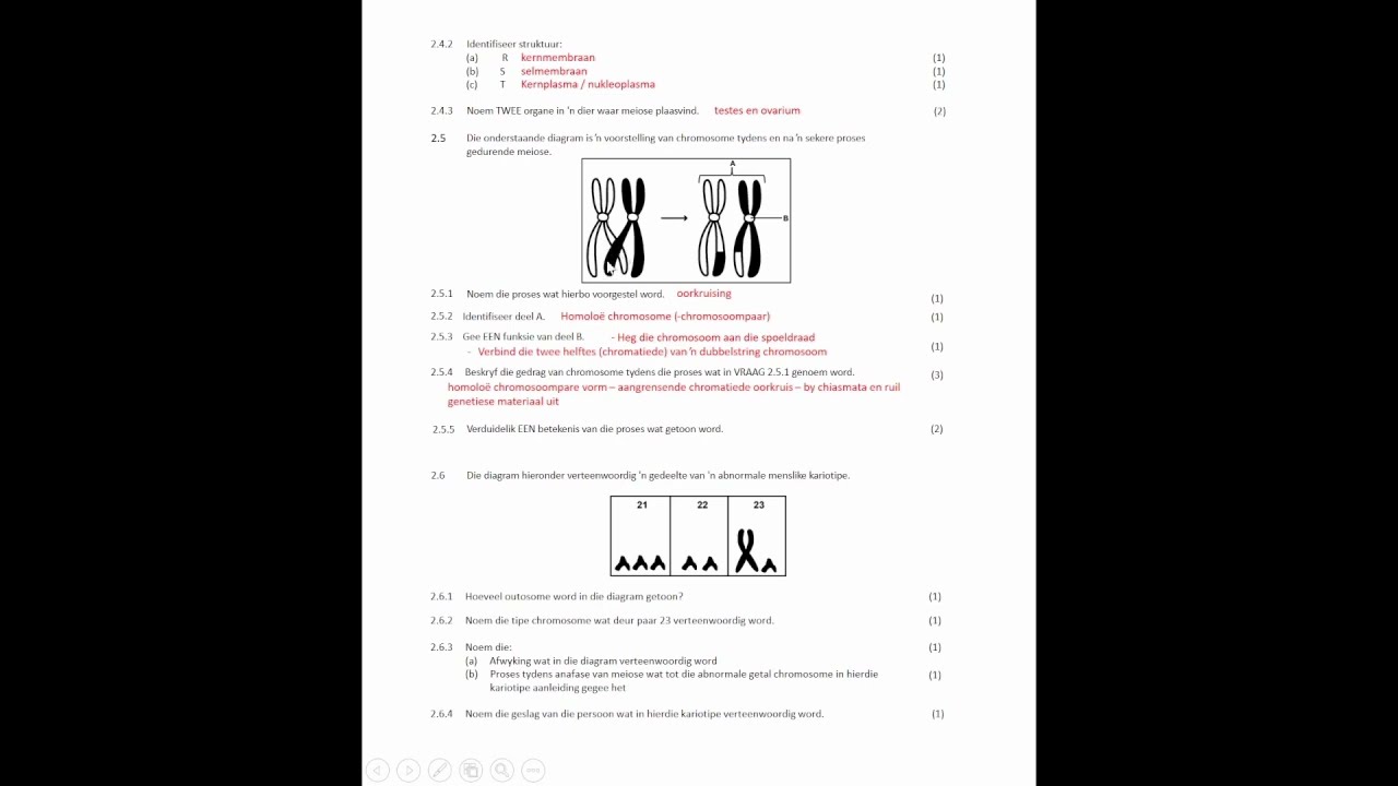 GR12 Lewenswetenskappe Eksamen Hersiening MEIOSE DEEL2