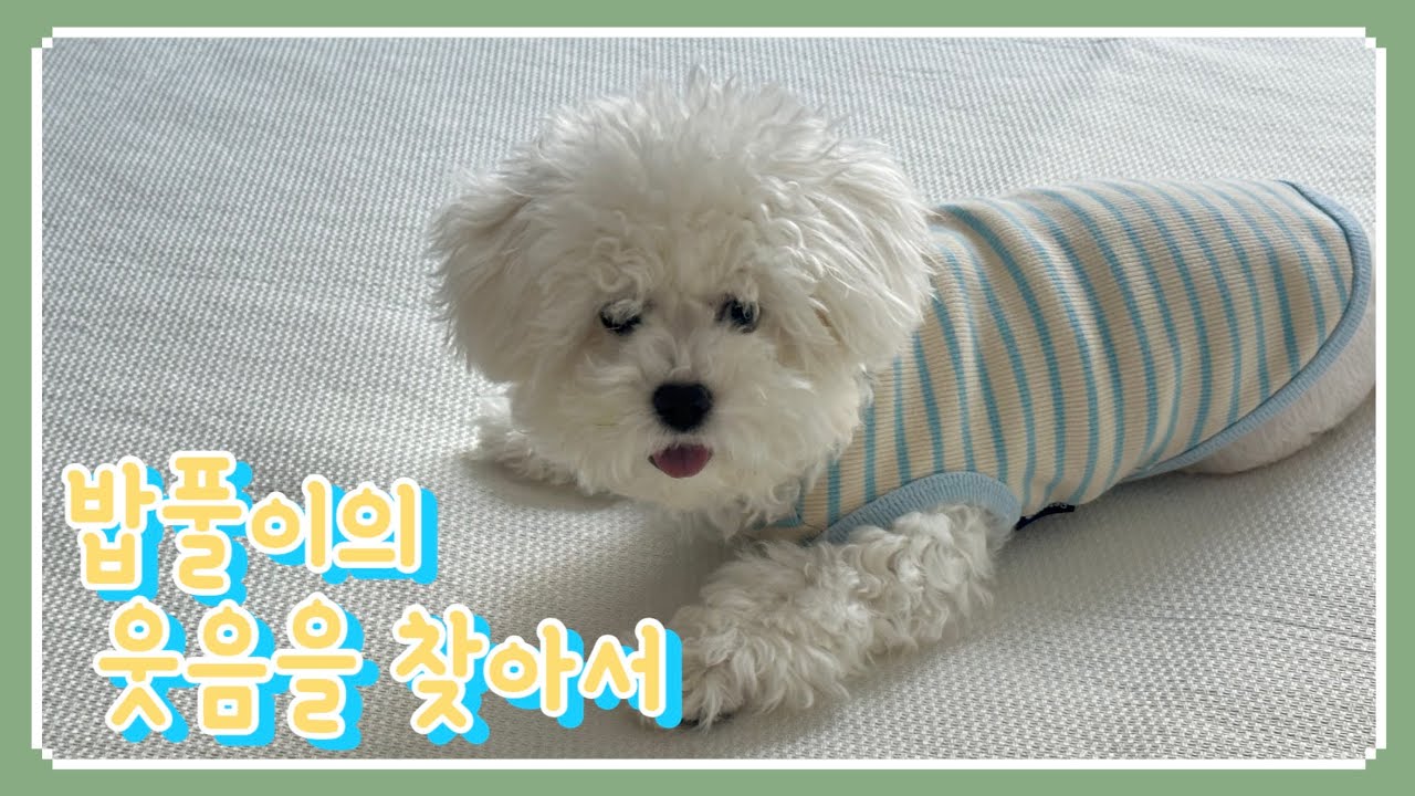밥풀이의 웃음을 찾아서 |  비숑  |  미니비숑  | 고관절탈구수술 | 대퇴골두절제술 | 밥풀이지롱 | 수술 EP.5