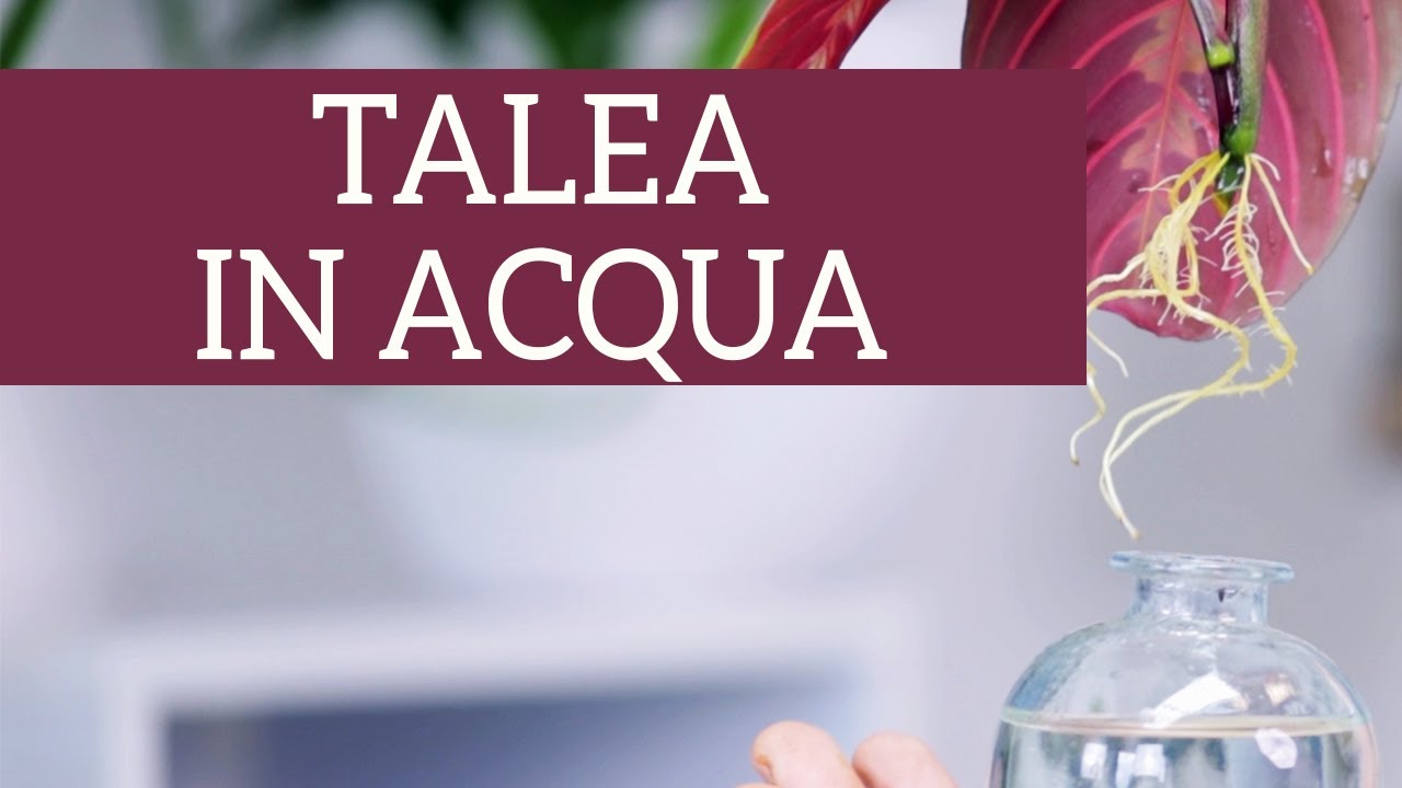 Come si fa una talea in acqua? 😮