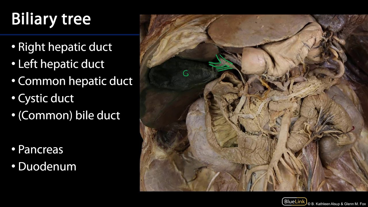 Biliary Tree   Stomach, Liver, and Spleen SDV