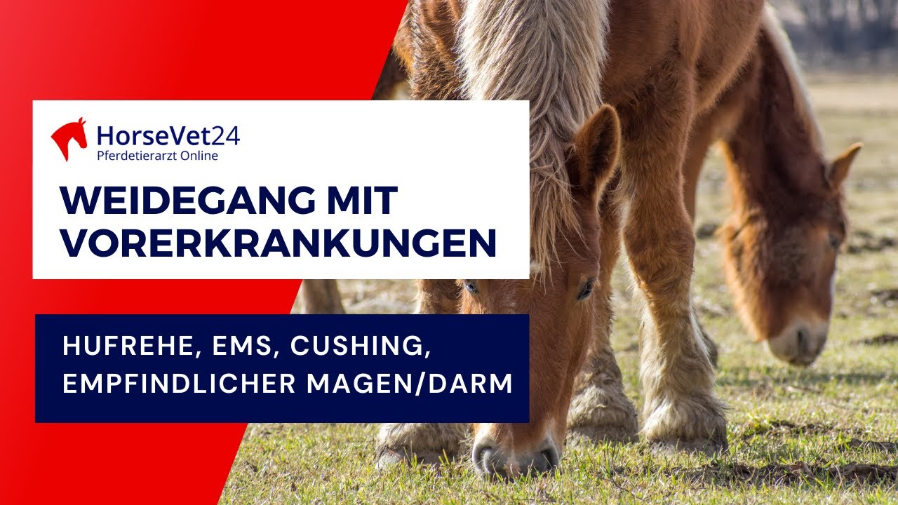 Weidegang f&uuml;r Pferde mit Vorerkrankungen: Hufrehe, EMS, Cushing ECS, empfindlicher Magen/Darm